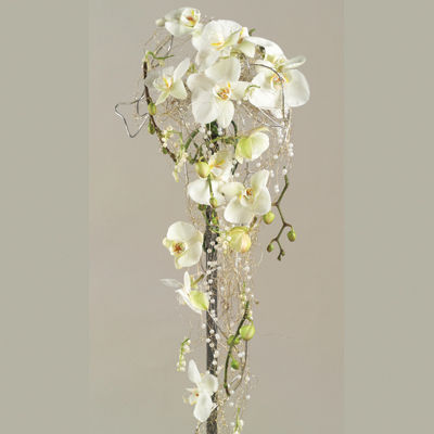hvit orkideer