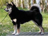 Saku