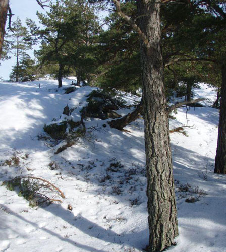 Terrenget på årets Norwegian Spring. Bilde tatt tidligere i mars. Foto: Arrangøren.