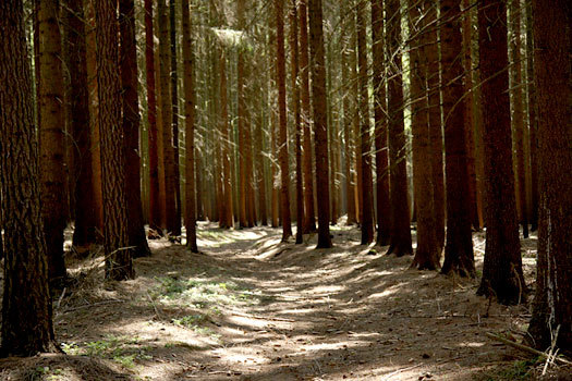 Skog fra langdistansen under VM i Tsjekkia 2008. Foto: Geir Nilsen/OPN.no.