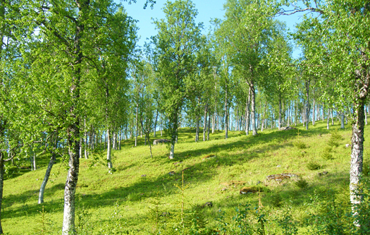 Smakebit over innbydende terreng på Midnattsolgaloppen. Foto: Eli B. Helgesen.