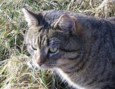 Katten - et familiemedlem, Fotograf: Skogstad, Synøve