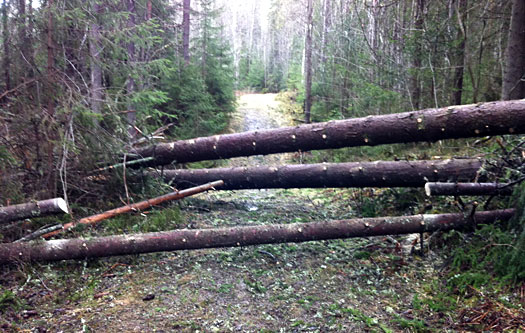Vindfall i skogen. Foto: Geir Nilsen/OPN.no.