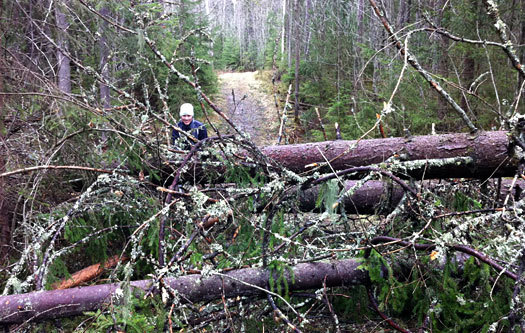 Vindfall i skogen. Foto: Geir Nilsen/OPN.no.