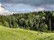 Kohe und wald