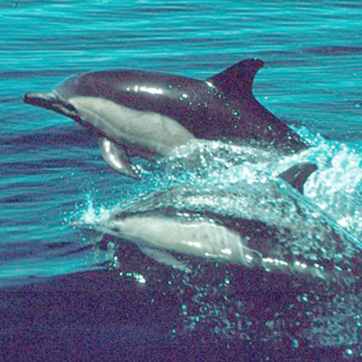 800px-Dolphins_300