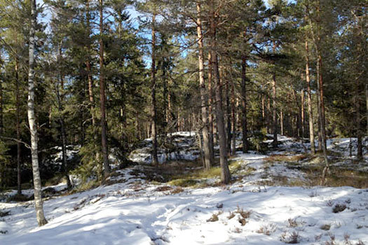 Terrengbilde til Smaaleneneløpet 2013, tatt tidligere i vinter. Arrangørfoto.