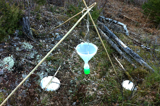 Tre bambusrør, en plastflaske med grønn væske og et par tallerkener på bakken. Hva er dette og hva er formålet? Foto: Geir Nilsen/OPN.no.