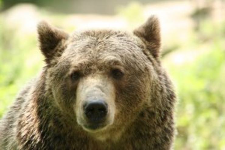 Bjorn