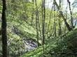 Vårdag i skogen bilde Vårdag i skogen