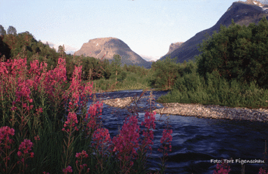 Kitdalselva,-Moskogaisa