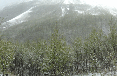 Snø-på-grønn-skog_2894