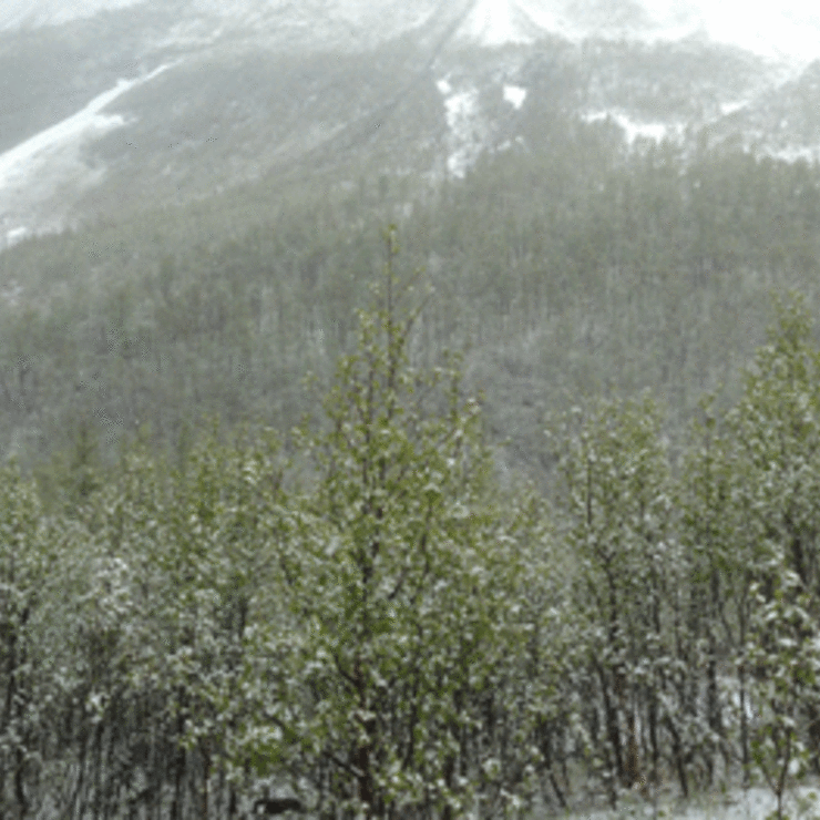 Snø-på-grønn-skog_2894
