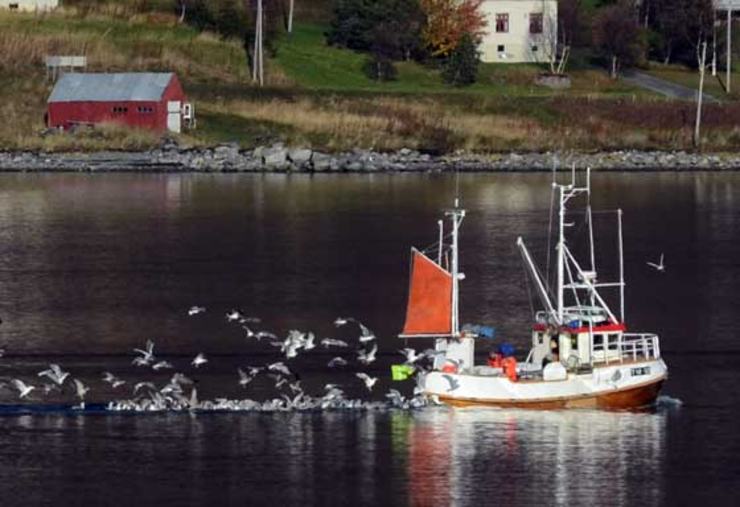 Sjark-og-måser