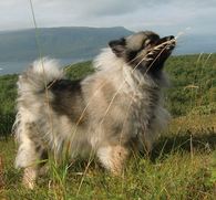 Hund