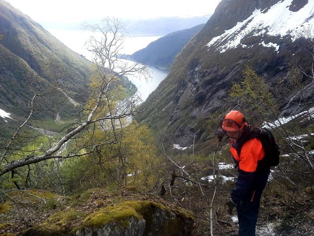 Skogrydding opp til Gulleplestølen, foto jh Skogrydding opp til Gulleplestølen, foto jh