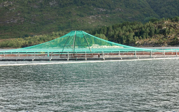 Foto som syner delar av eit fiskeoppdrettsanlegg.