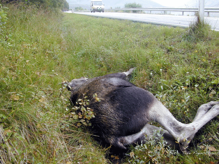 Elgpåkjørsel-B