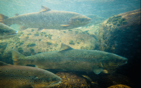 Fem fiskar i Lærdalselvi, symjande ved steinane i botn av elva. Foto: Alf M. Sollund/www.flickr.com