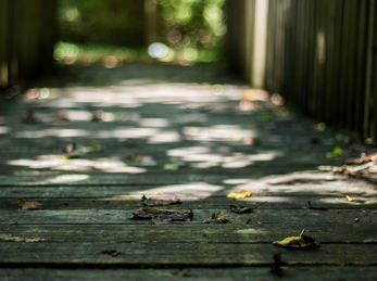 You first step. Foto: Deveion Acker (flickr CC BY) Trebru i skogen