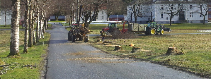 skogfelling 1024x384