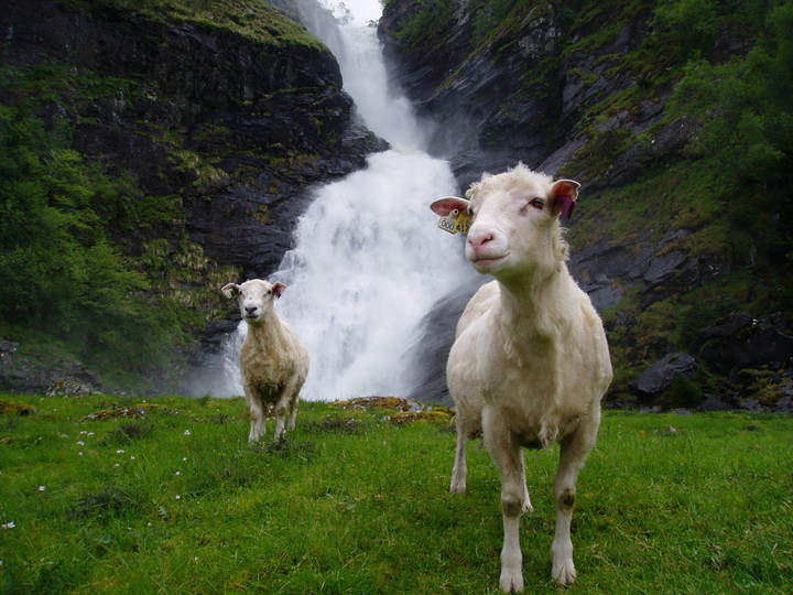 Sau ved fossen