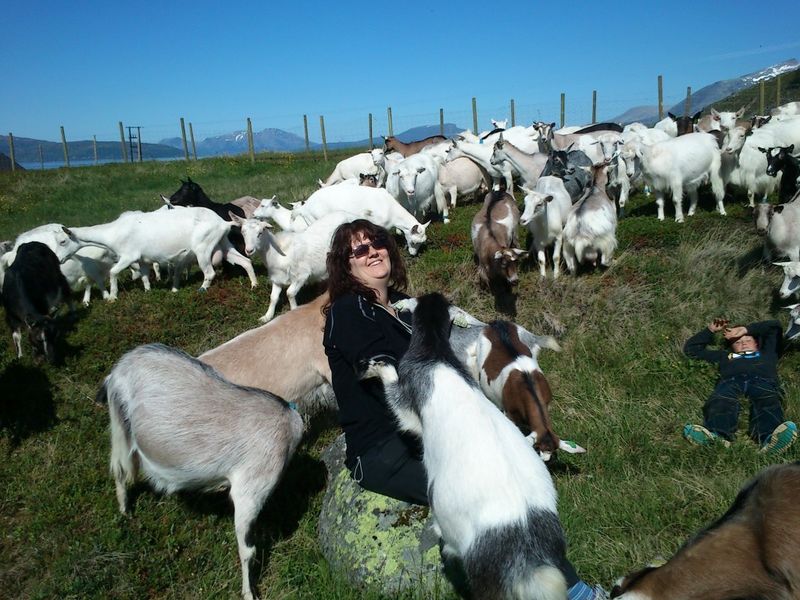 Visit the goats