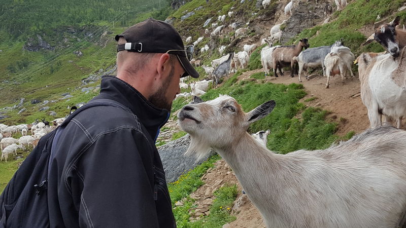 Meet the goats