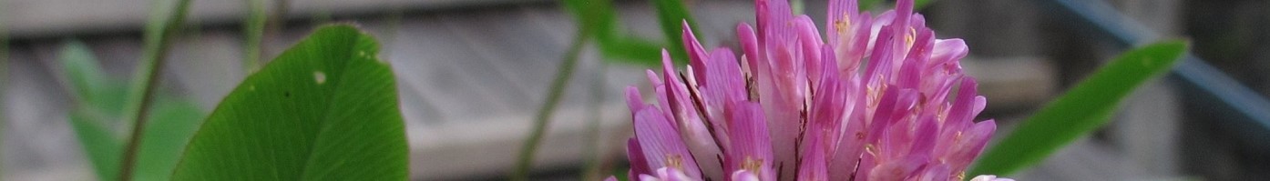 Kommuneblomsten - Rødkløver Rødkløver.jpg