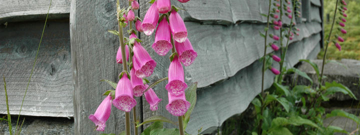 Revebjelle Revebjelle