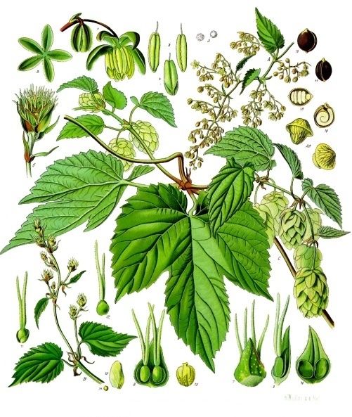 Skoleplansje av humleplanten