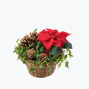 180662_blomster_juleplante