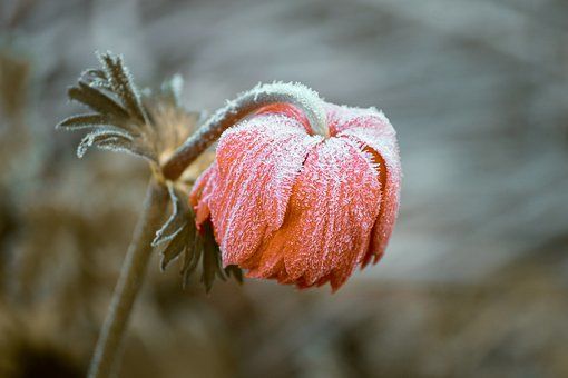 Frossen blomst Frossen blomst