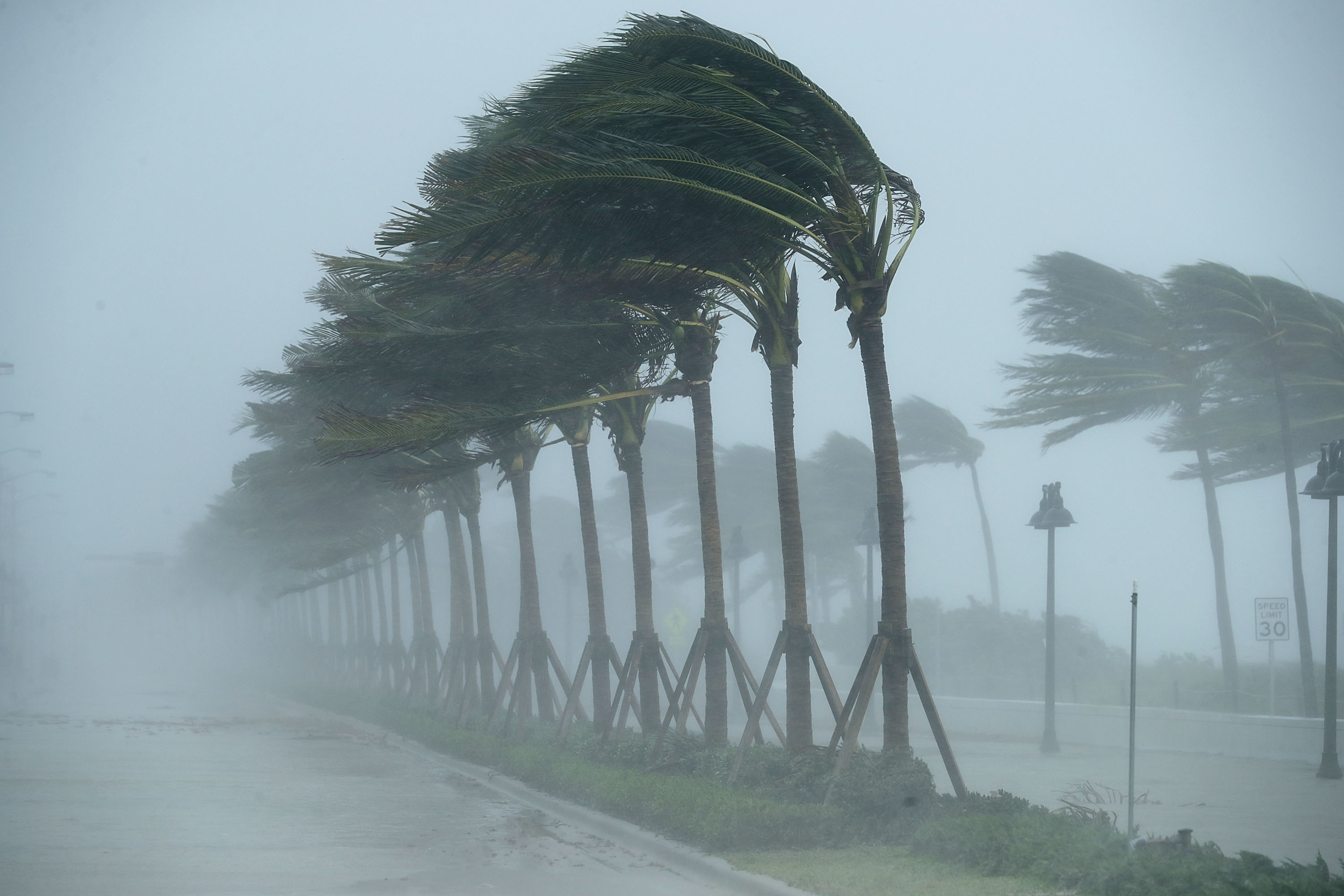 Hurricane Trees