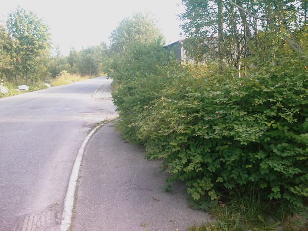 Illustrasjonsbilde til klypp hekken