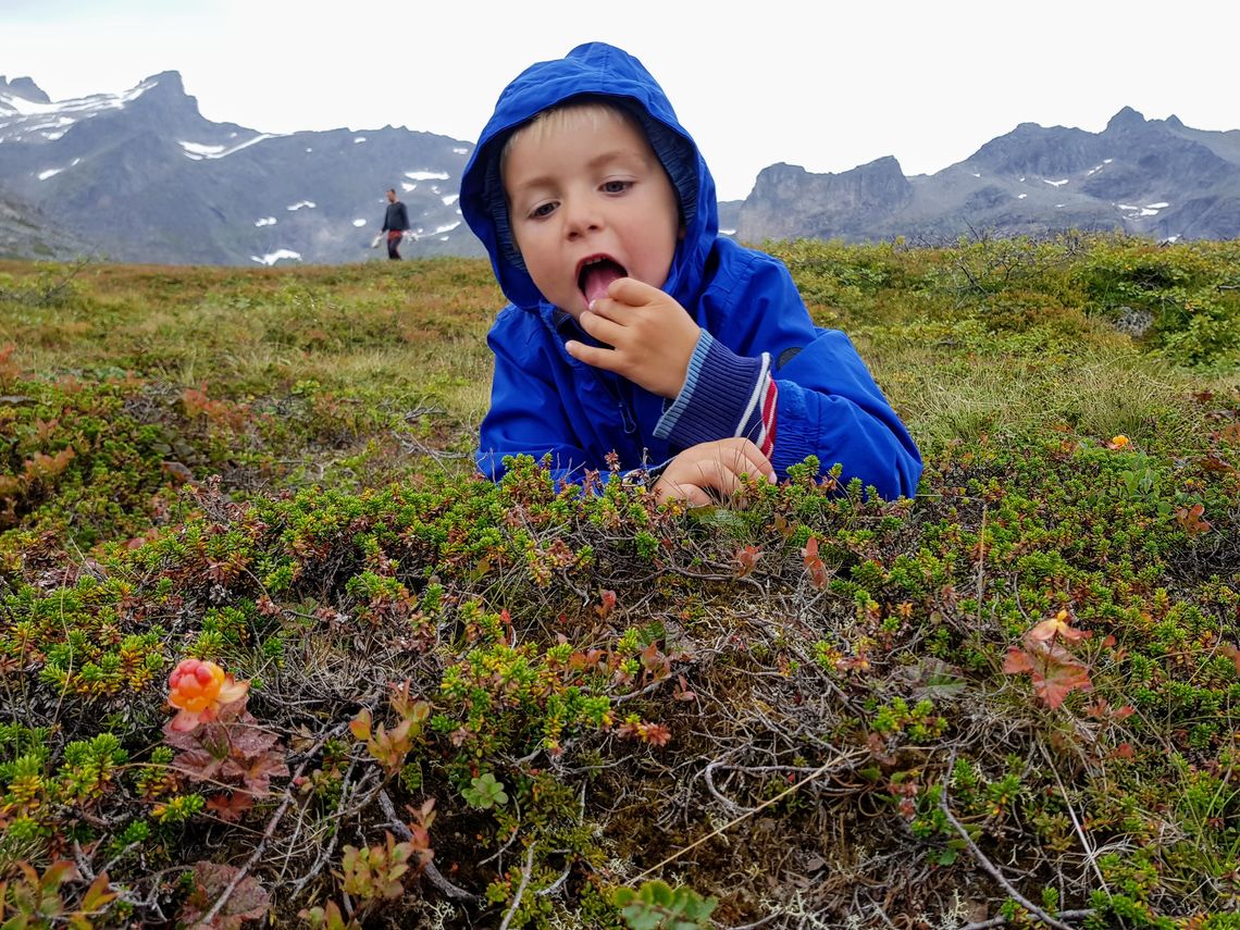Multer smaker best helt ferske. Foto Maja S. Kvalvik Multer smaker best helt ferske. Foto Maja S. Kvalvik