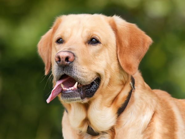 Bilde av en hund