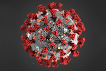 koronavirus-tema21