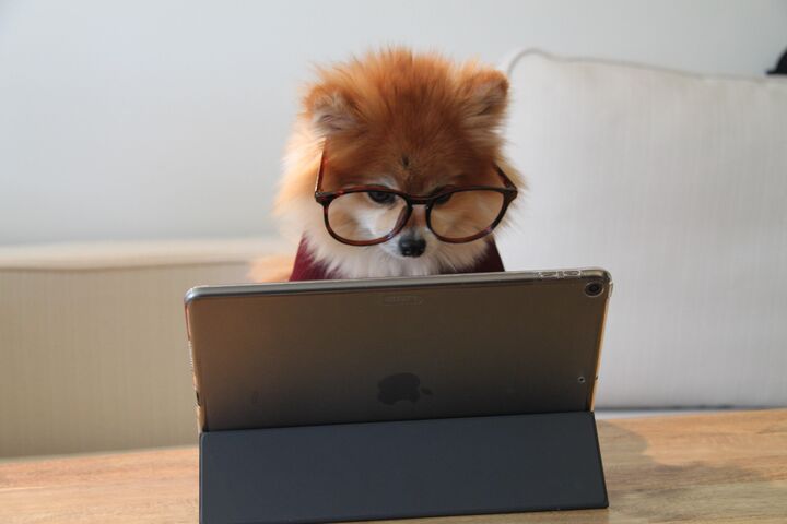 Photo by Cookie the Pom on Unsplash Photo by Cookie the Pom on Unsplash