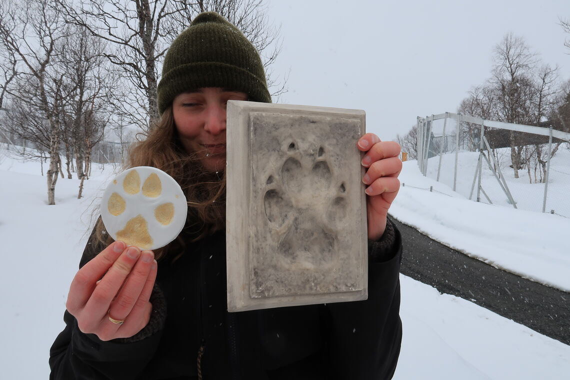 Gina Uthus fra Besøksenter rovdyr viser fram foravtrykk av en husky og en ulv.