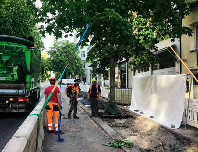 Nyplanting av kirsebærtrær i Bygdøy allé. Foto: Multiconsult