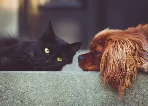 Katt og hund