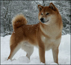 Hiro