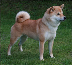 Taka