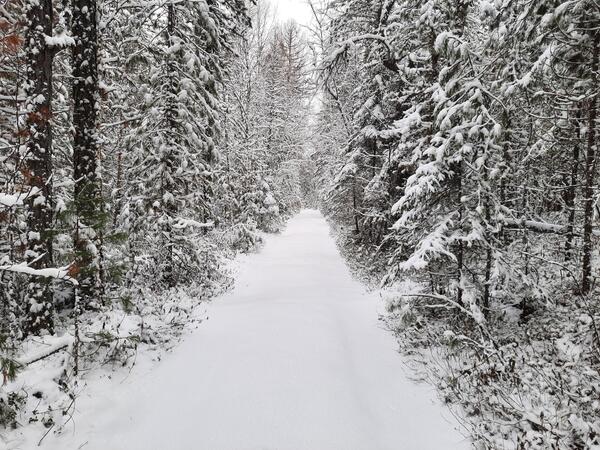 Skogsvei vinter