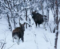 Elger i skog og snø