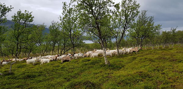 geiter i utmark