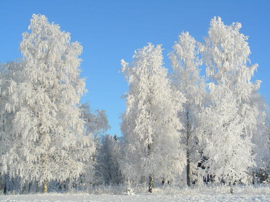 Trær med vinterfrost