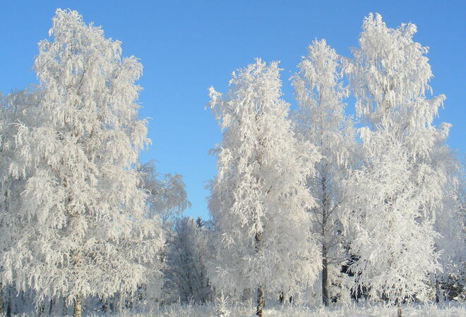 Trær med vinterfrost