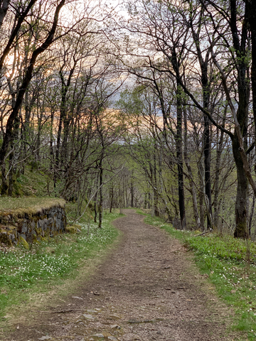 En skogsvei med hvitveis langs kantene